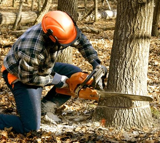 Tree Removal in Colony, KS
